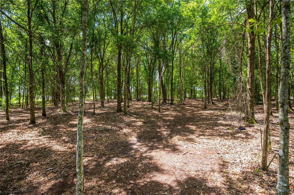 A wooded area with many tall trees and a ground covered in fallen leaves — 15079 BRAHMA ROAD, POLK CITY, FL