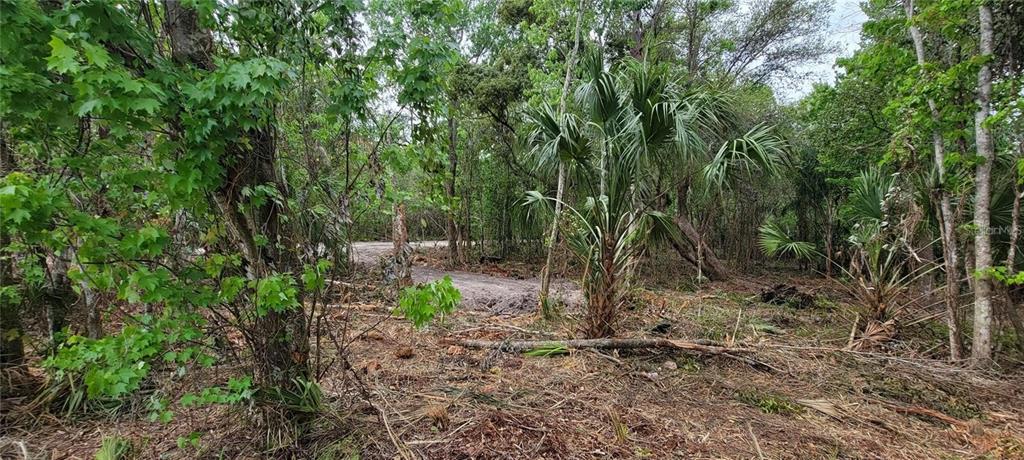 A wooded lot features a cleared dirt path surrounded by dense trees and palm plants — 0 N POINCIANA BOULEVARD, KISSIMMEE, FL
