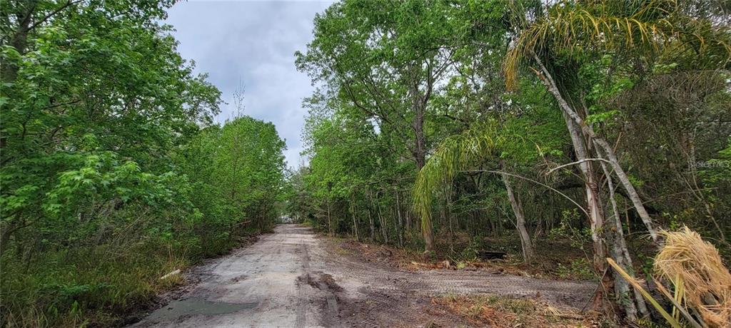 A dirt road leads through a wooded area with dense green trees and vegetation — 0 N POINCIANA BOULEVARD, KISSIMMEE, FL