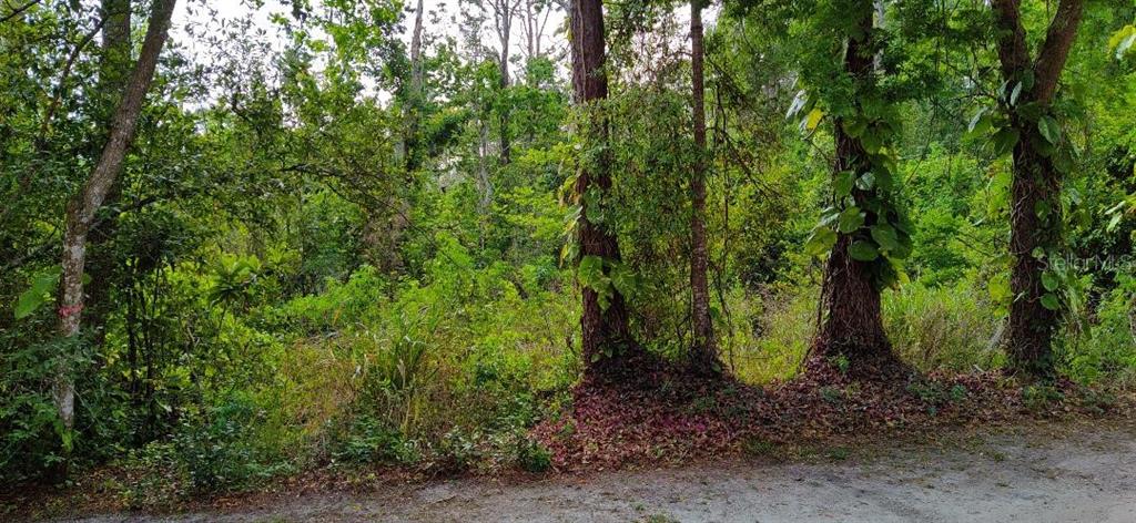 MARJORIE BOULEVARD, LONGWOOD, FL — photo 3 of 4