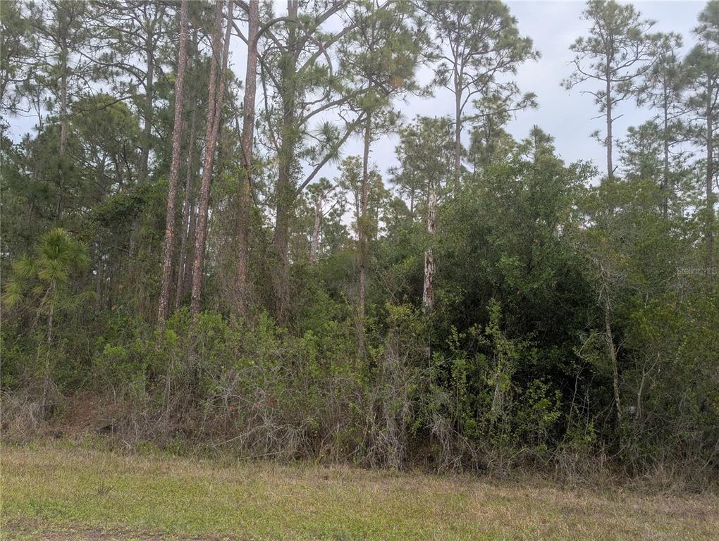 A view of a densely wooded lot with tall pine trees and thick underbrush — 320 ALBA DRIVE, INDIAN LAKE ESTATES, FL