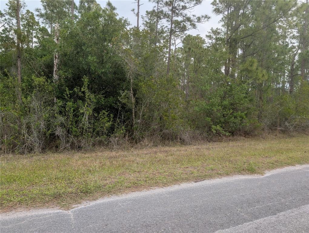 A paved road runs alongside a wooded lot with dense vegetation and tall pine trees — 320 ALBA DRIVE, INDIAN LAKE ESTATES, FL