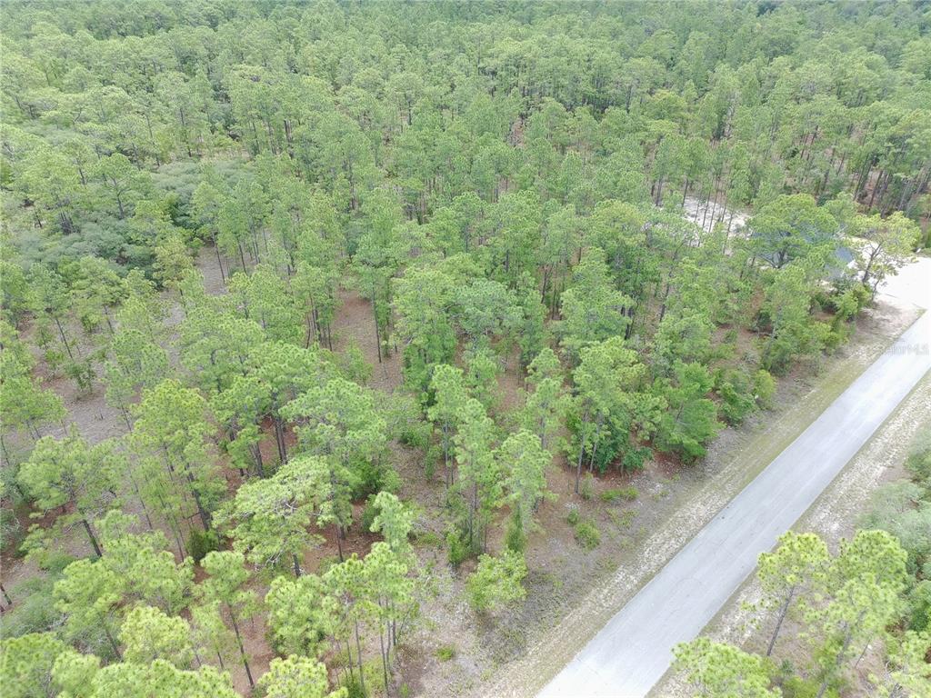 An aerial view shows a wooded lot with pine trees adjacent to a paved road — SW BUENA VISTA ROAD, DUNNELLON, FL
