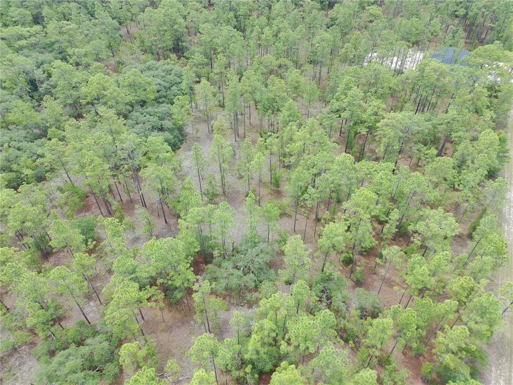An aerial view shows a wooded lot with scattered pine trees and sandy ground — SW BUENA VISTA ROAD, DUNNELLON, FL