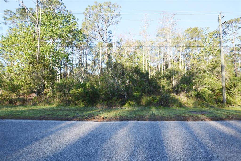A paved road runs in front of a wooded lot with tall pine trees — XXXX PINE LAKES PARKWAY, PALM COAST, FL