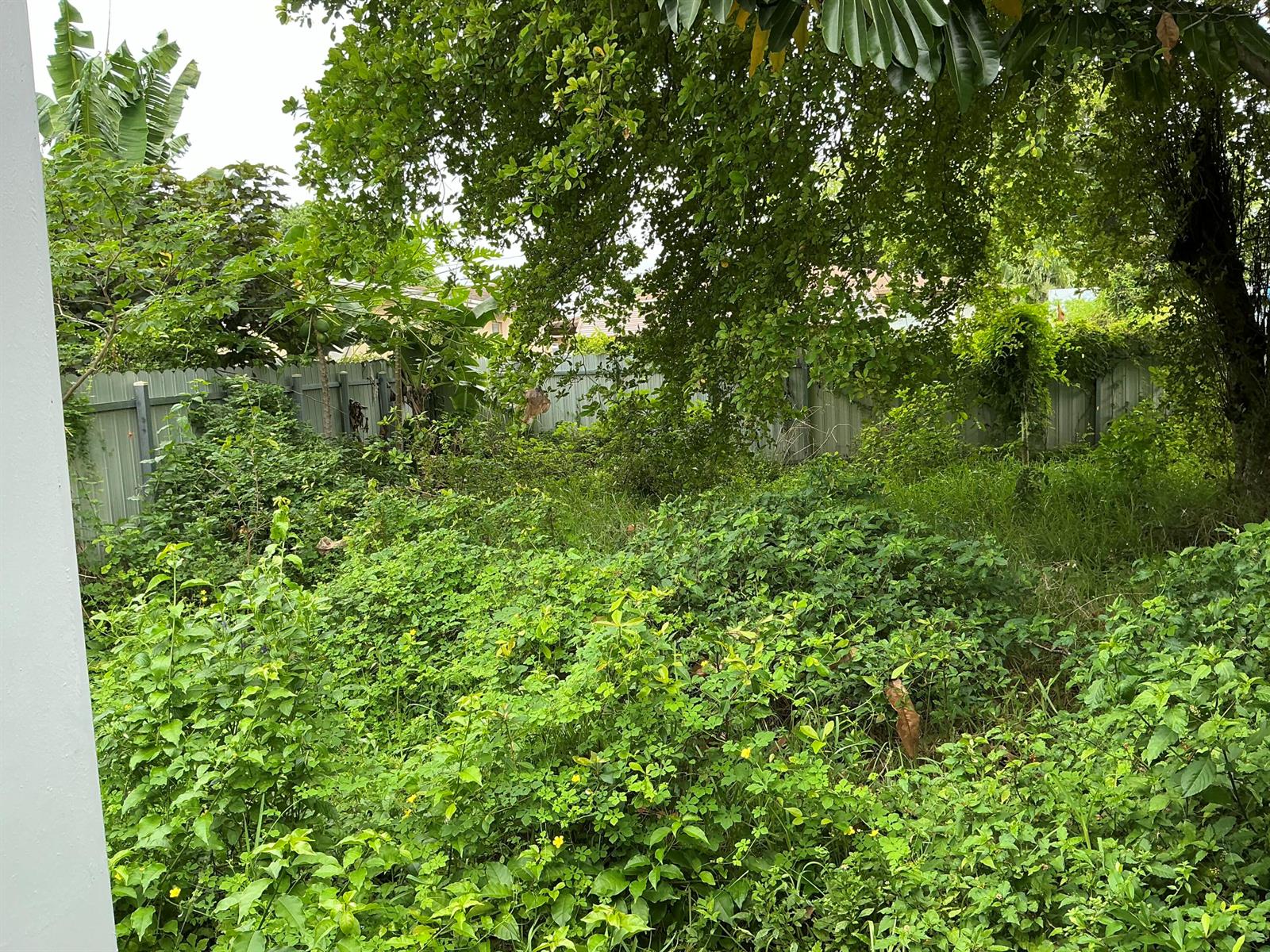 A backyard area features overgrown grass, dense weeds, and mature trees enclosed by a fence — 5207 Fletcher Street, Hollywood FL 33021, HOLLYWOOD, FL