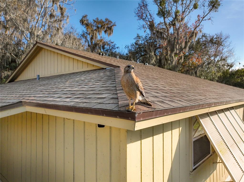 A hawk stands on the shingled roof of a yellow house with vertical siding — 130 JASMINE WOODS COURT UNIT 10D, DELTONA, FL