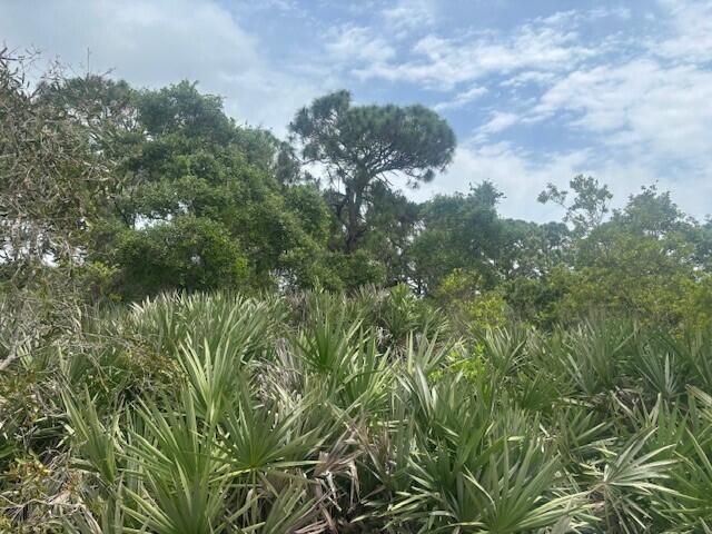 A dense thicket of saw palmetto plants grows in front of a wooded area — 0 Turnpike Feeder Road, Fort Pierce FL 34945, FORT PIERCE, FL