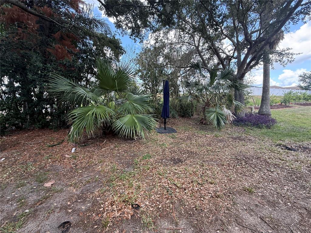 A backyard area features palm trees, a closed patio umbrella, and scattered fallen leaves — 1287 LEGENDARY BLVD, CLERMONT, FL