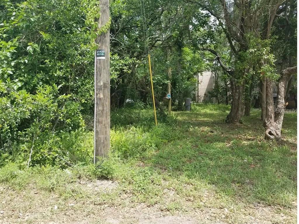 A wooded, undeveloped lot features a utility pole and dense vegetation under a canopy of trees — 832 E 145TH AVENUE, TAMPA, FL