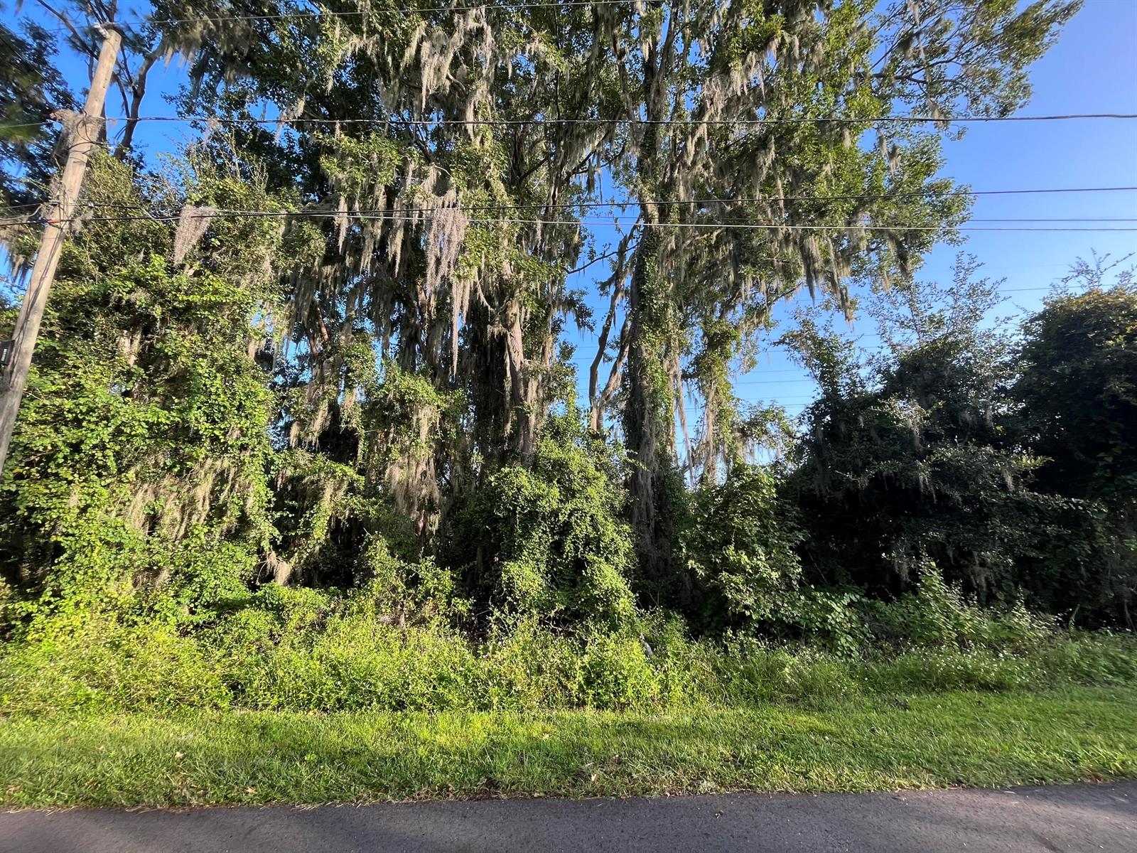 A dense cluster of trees draped in Spanish moss stands behind a grassy roadside verge — 262 Toms Road, FL 32713, FL