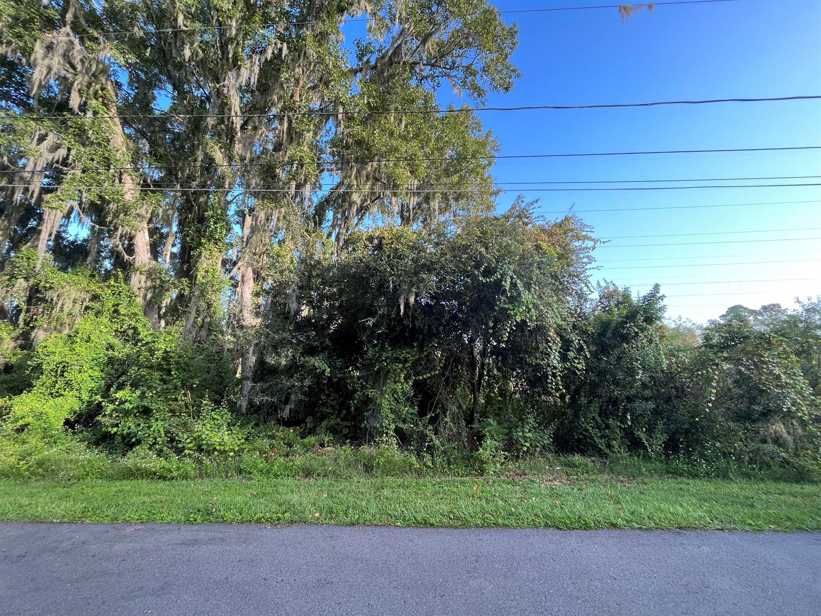 A view of a grassy roadside bordering a dense area of trees and overgrown vegetation — 264 Toms Road, FL 32713, FL