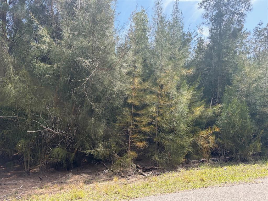 A dense stand of Australian pine trees borders a paved road — 12088 ESTRELLA BOULEVARD, PUNTA GORDA, FL