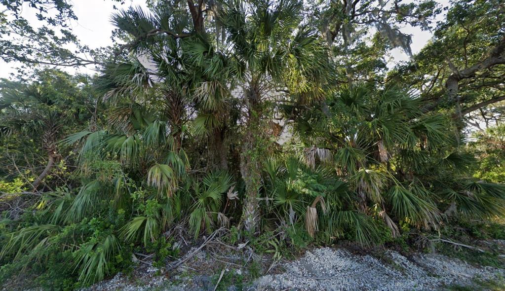 A dense cluster of palm trees and oak trees grows along a gravel path — 4250 DAY STREET, PORT CHARLOTTE, FL