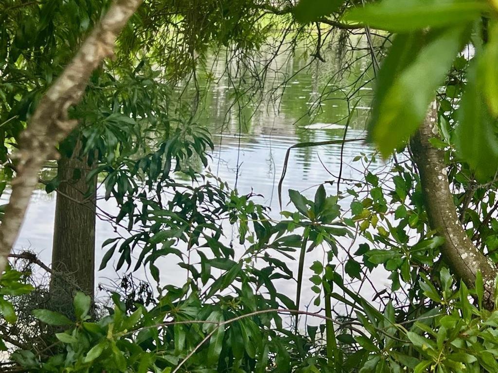 A view of a calm pond framed by lush green trees and foliage — 13801 RIVER FISH CT, TAMPA, FL