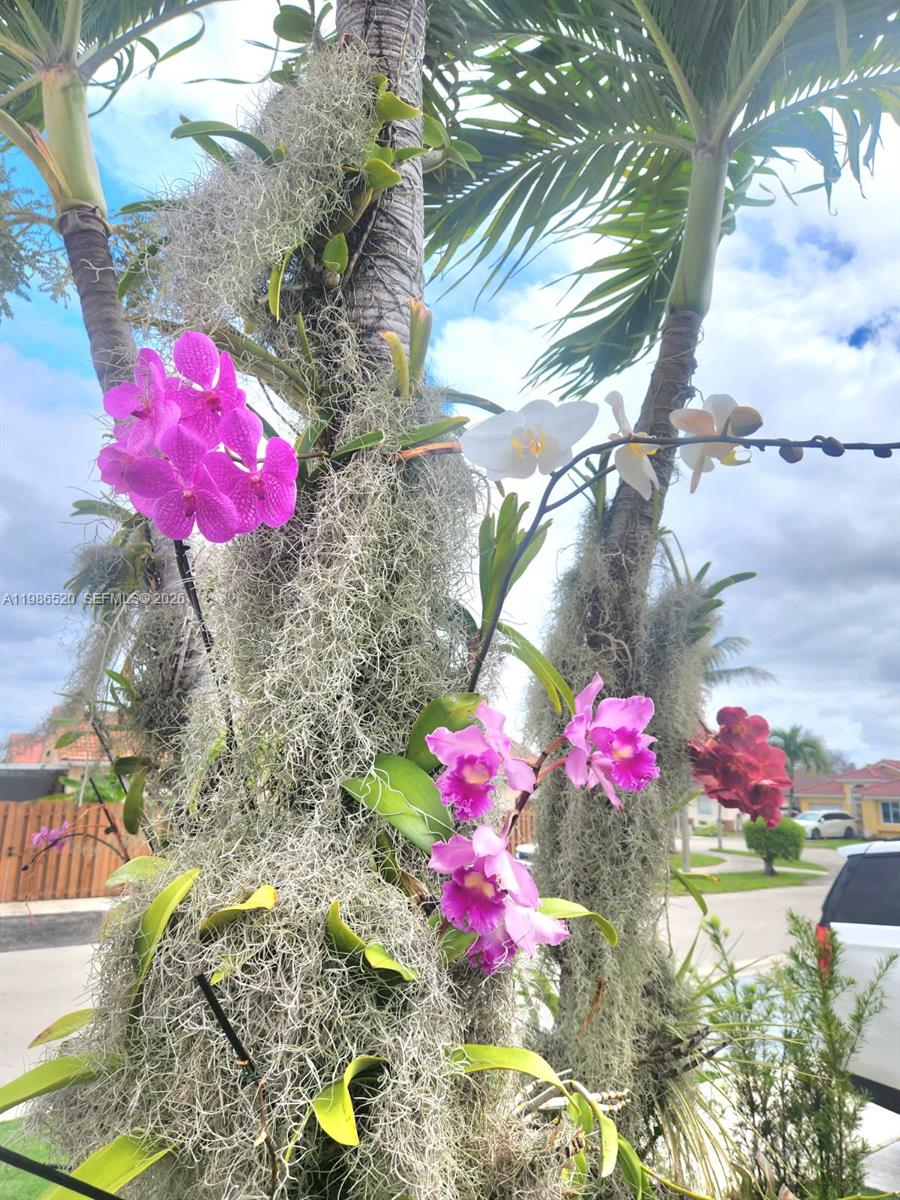 A palm tree trunk is decorated with various blooming orchids and hanging Spanish moss — 14330 SW 179th Ln, Miami FL 33177, MIAMI, FL