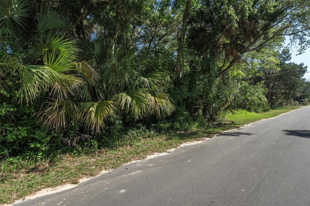 A paved road runs alongside a wooded lot featuring dense trees and large palm plants — 11681 W NORTH PLACE, HOMOSASSA, FL