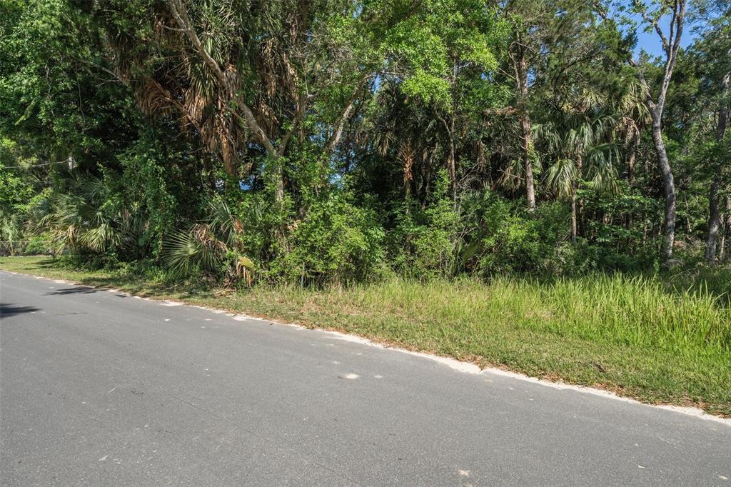 A paved road runs alongside a dense, wooded lot with tall trees and thick vegetation — 11681 W NORTH PLACE, HOMOSASSA, FL