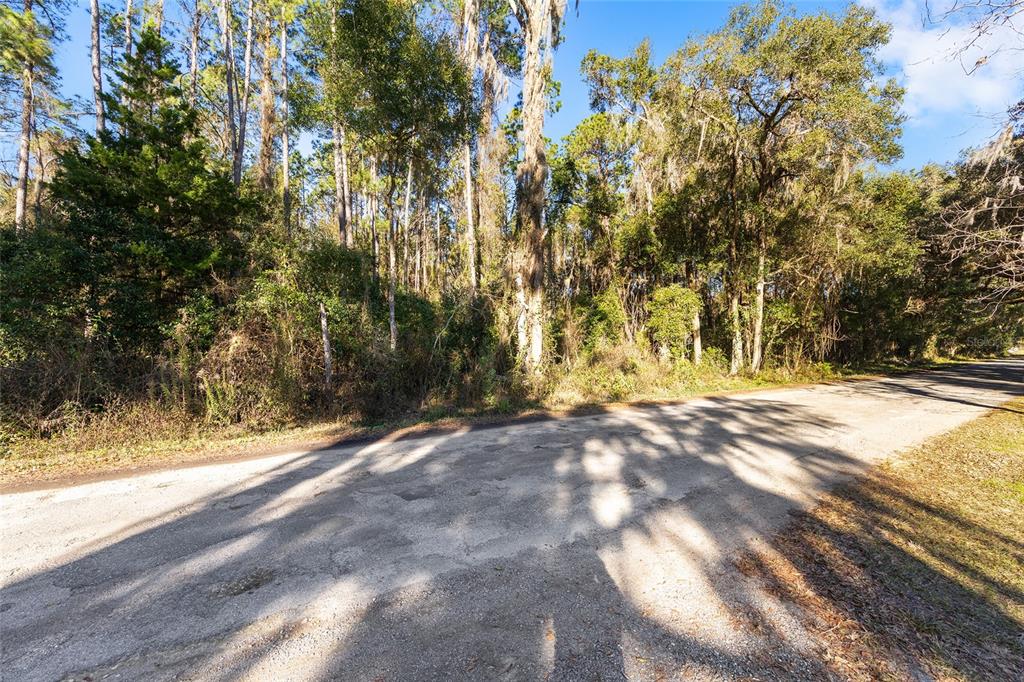 A paved road runs alongside a dense, wooded lot with tall trees and thick underbrush — TBD SW 125TH AVENUE, OCALA, FL