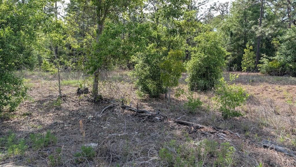 A wooded lot with scattered trees, shrubs, and dry brush under a clear sky — Lot 88 SW 152 ND COURT, OCALA, FL