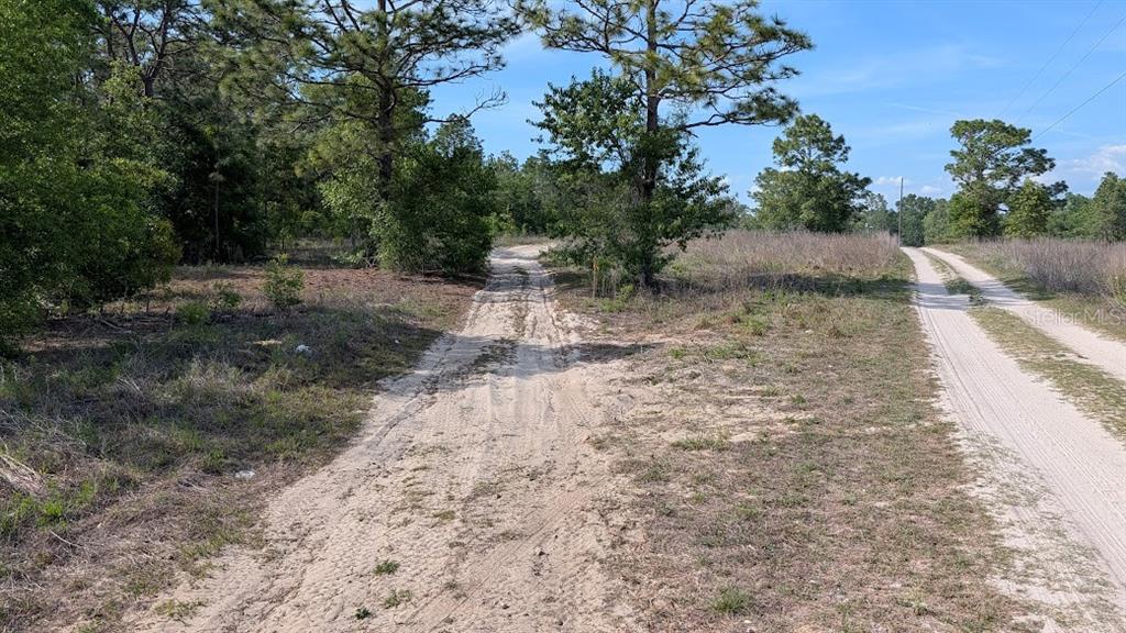 Two dirt paths diverge through a grassy, wooded lot under a clear blue sky — Lot 88 SW 152 ND COURT, OCALA, FL