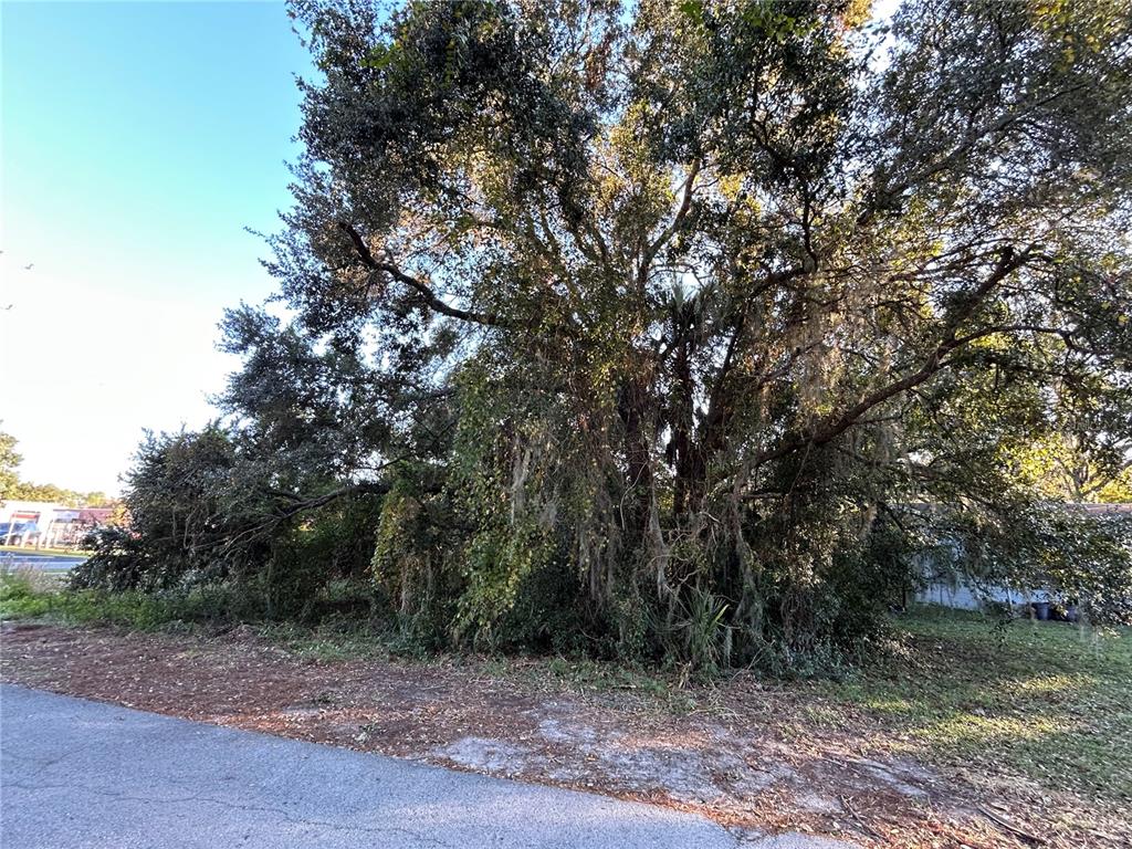 A large, mature oak tree with Spanish moss stands on a grassy lot near asphalt — 764 NE 12TH STREET, CRYSTAL RIVER, FL