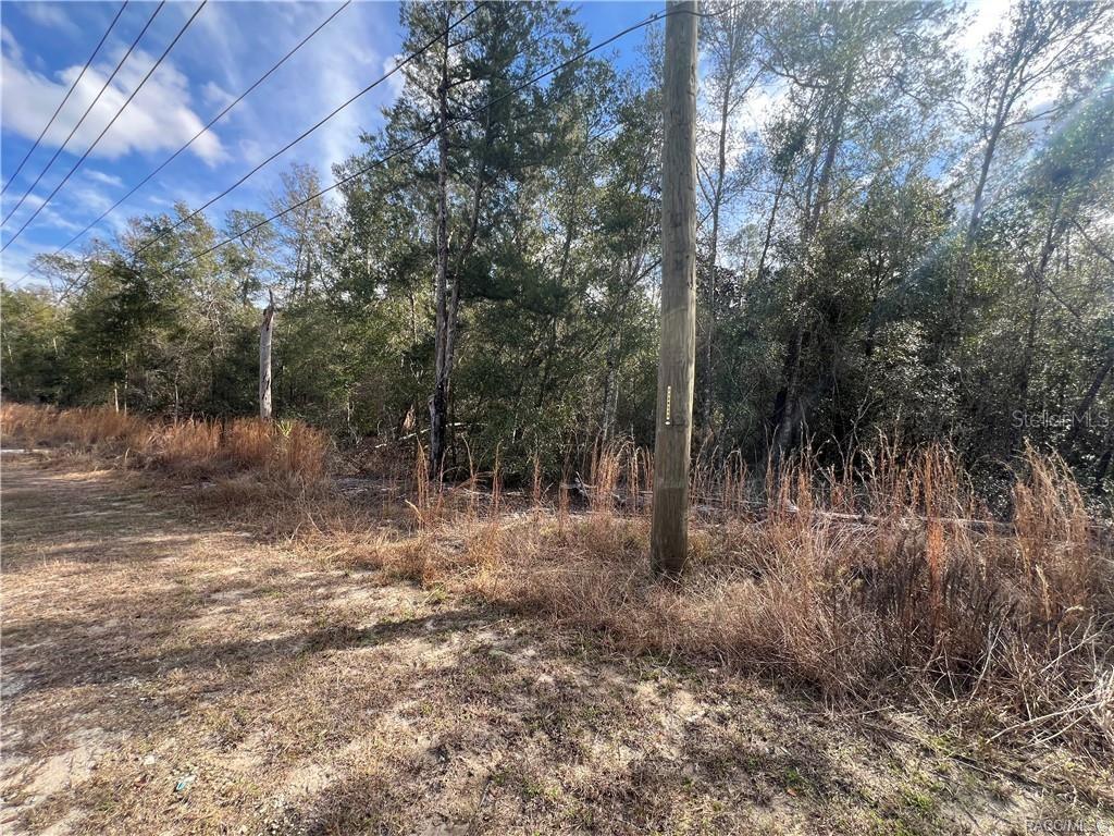 A utility pole stands in front of a wooded lot with tall, dry grass — 3003 CLEARWOOD STREET, INVERNESS, FL