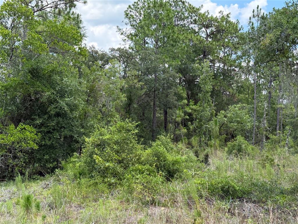 A dense, wooded lot features a mix of tall pine trees and thick underbrush — 00 NE 65TH TERRACE, WILLISTON, FL