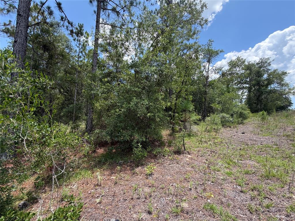 A view of a wooded lot with pine trees and low-lying vegetation under a blue sky — 00 NE 65TH TERRACE, WILLISTON, FL