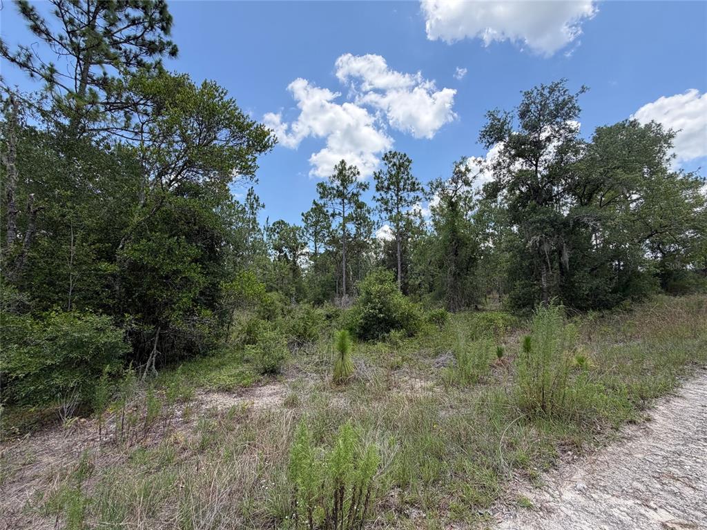 A view of a wooded, undeveloped lot with sandy ground and a dirt path — 00 NE 65TH TERRACE, WILLISTON, FL