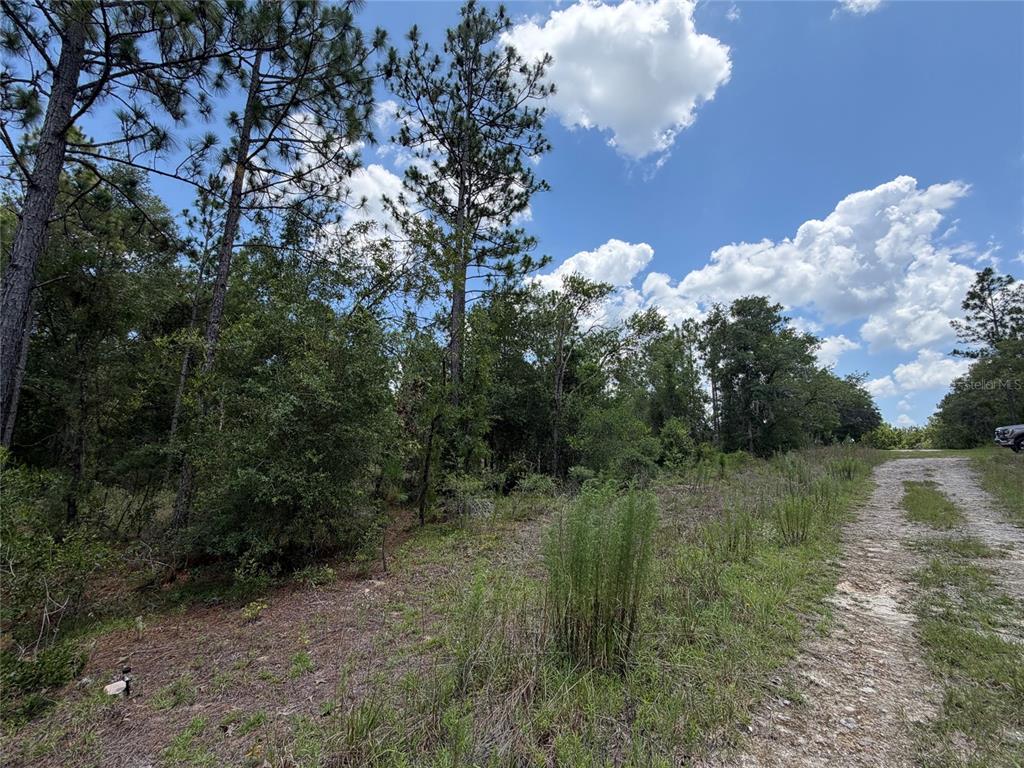 A dirt path runs alongside a wooded area under a blue sky with clouds — 00 NE 65TH TERRACE, WILLISTON, FL
