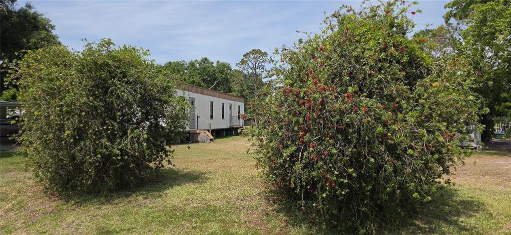 A mobile home sits on a grassy lot between two large, flowering bottle brush bushes — 3364 N MARINA PARKWAY, LAKE WALES, FL