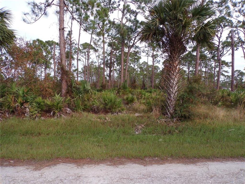 A vacant, wooded lot features tall pine trees, palmettos, and a grassy roadside edge — 13338 WEDGEWOOD DRIVE, PUNTA GORDA, FL