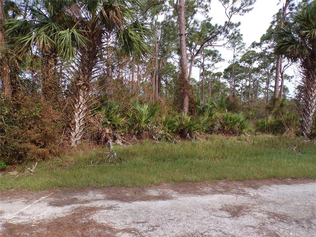 A paved road borders a wooded lot filled with palm trees and dense native vegetation — 13338 WEDGEWOOD DRIVE, PUNTA GORDA, FL