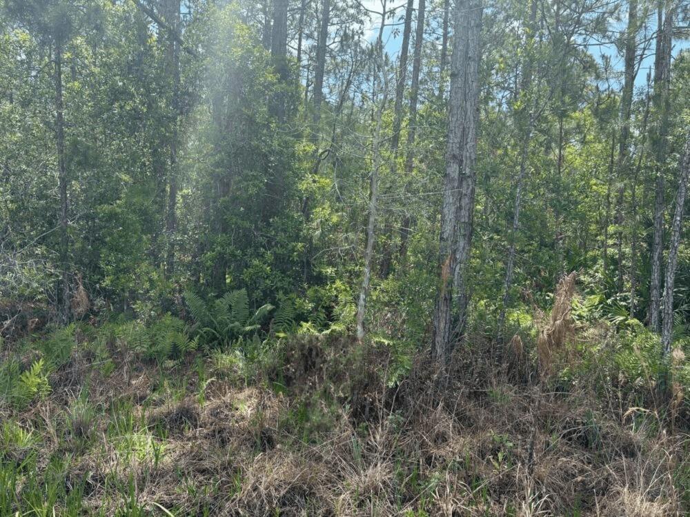 A dense, wooded lot featuring tall pine trees, thick underbrush, and native ferns — 0 Holopaw Groves Road, FL 34772, FL