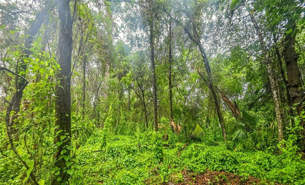 A dense, wooded area features tall trees, thick green undergrowth, and several small palm plants — 6034 E SAGE STREET, INVERNESS, FL