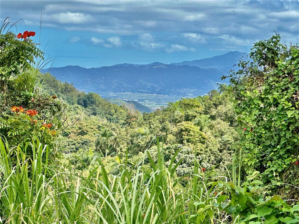 A lush, green mountain landscape viewed from a hillside with foreground foliage and orange flowers — ROAD 785 KM.HM 4 BARRIO CAGUITAS, AGUAS BUENAS, PR