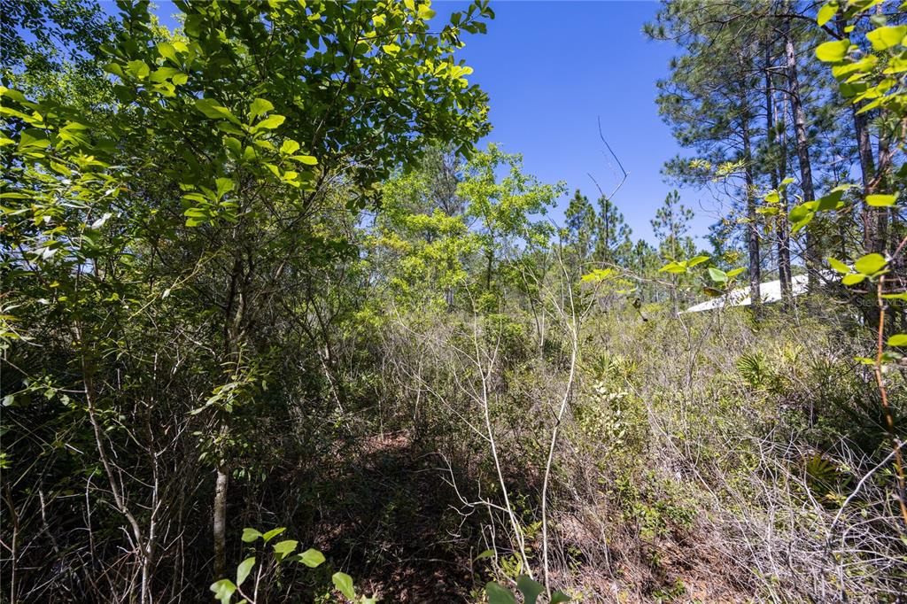 NE 108TH AVENUE, WALDO, FL — photo 3 of 11