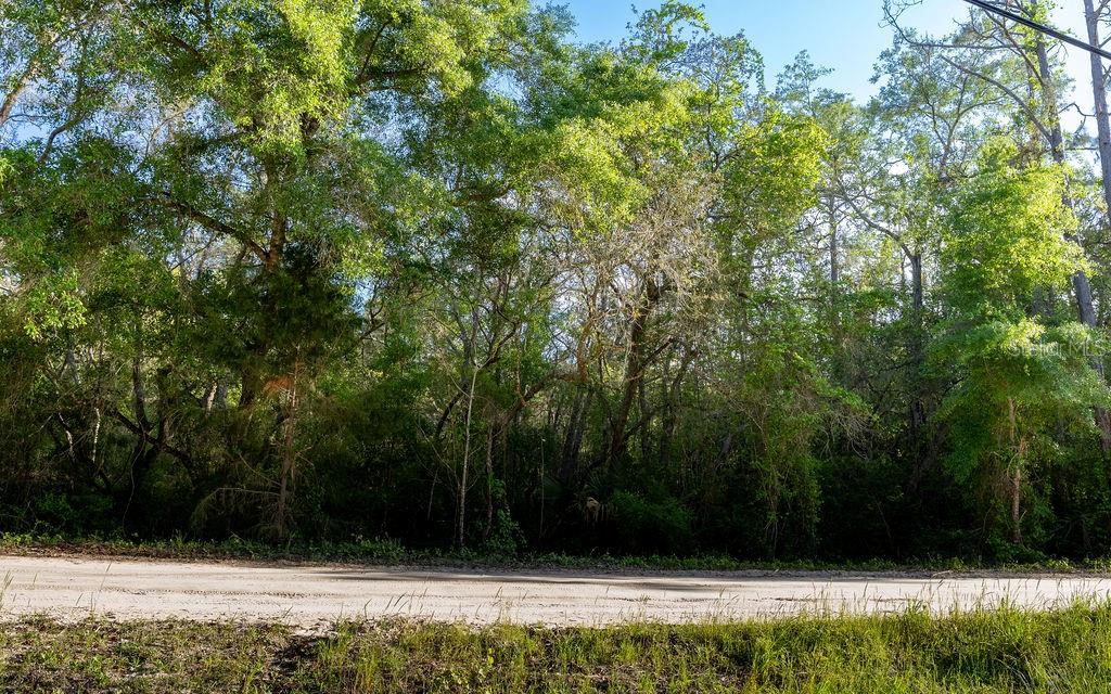 A dirt road runs in front of a dense, wooded area with many trees — LAKE MAREGARET BOULEVARD, POMONA PARK, FL