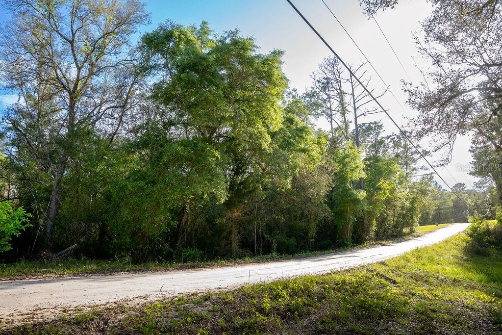A dirt road curves past a dense forest of trees under a bright sky — LAKE MAREGARET BOULEVARD, POMONA PARK, FL