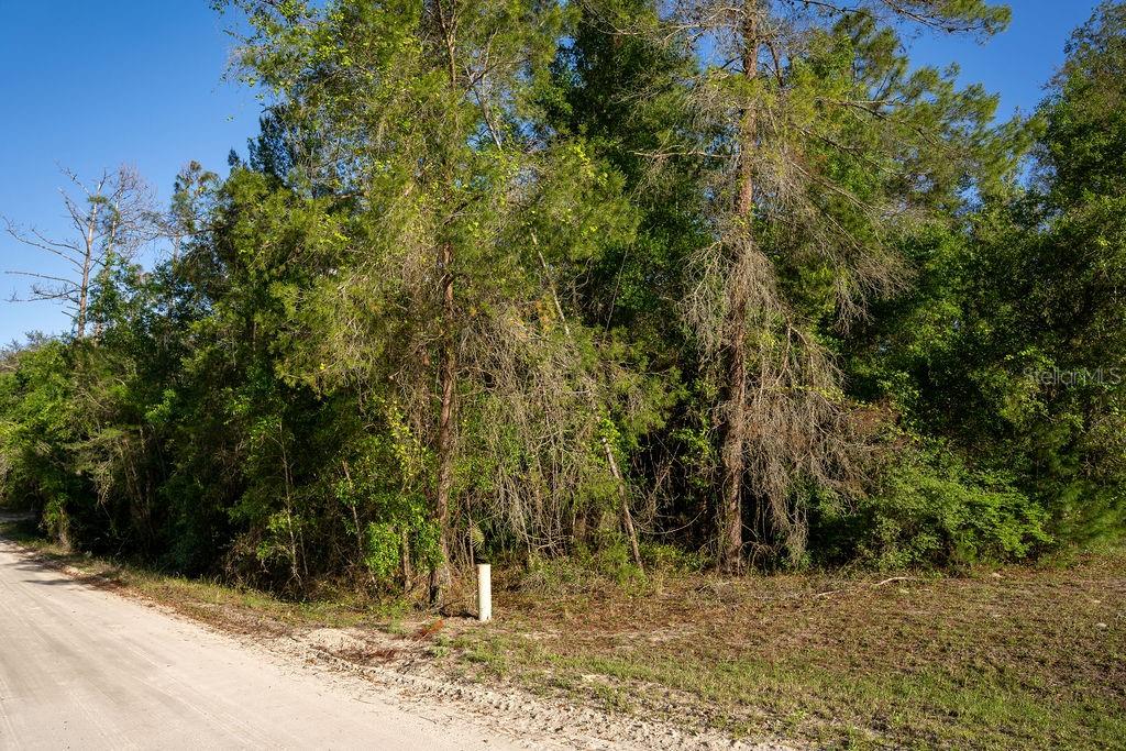 A dirt road runs alongside a wooded lot with tall pine trees — LAKE MAREGARET BOULEVARD, POMONA PARK, FL
