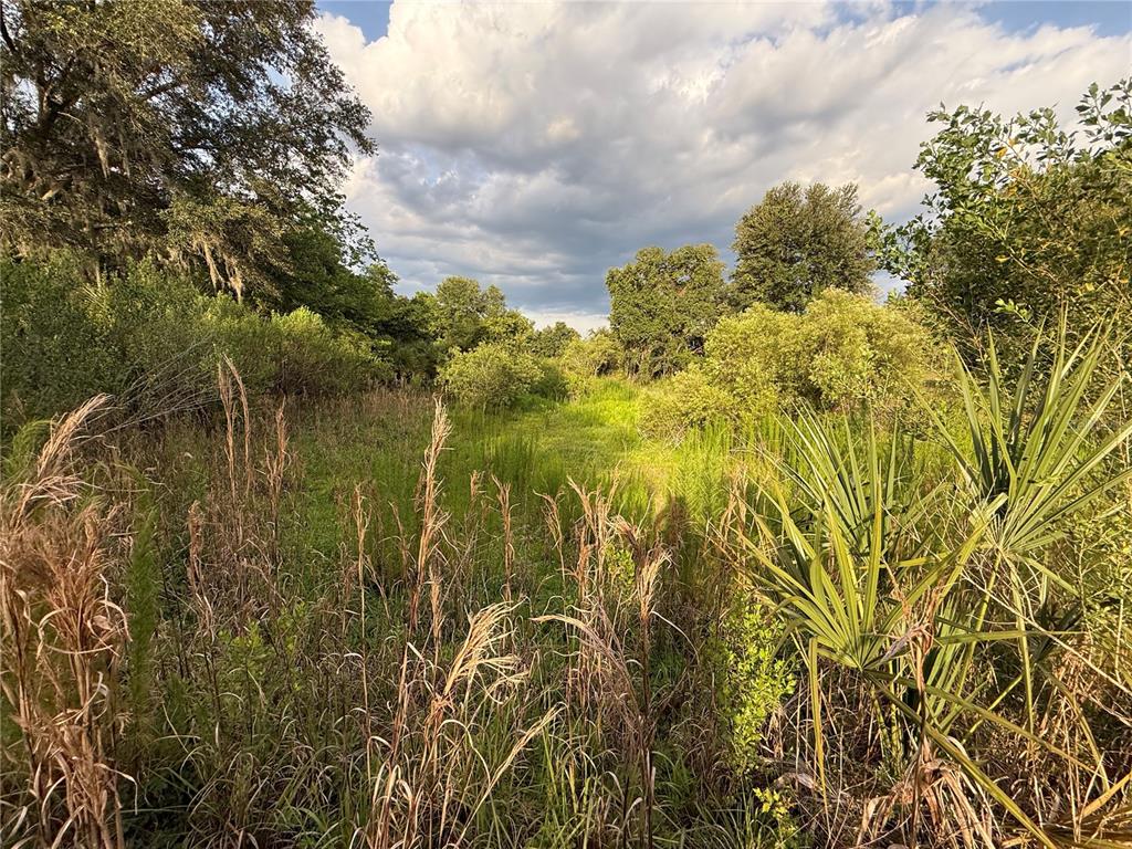 A view of a grassy, overgrown field surrounded by trees and shrubs under a cloudy sky — 000 NW 68 TERRACE, CHIEFLAND, FL