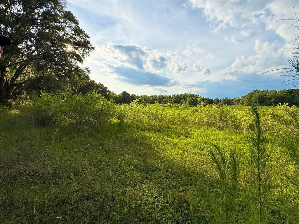 A grassy field with scattered shrubs under a bright, cloudy sky near a large tree — 000 NW 68 TERRACE, CHIEFLAND, FL