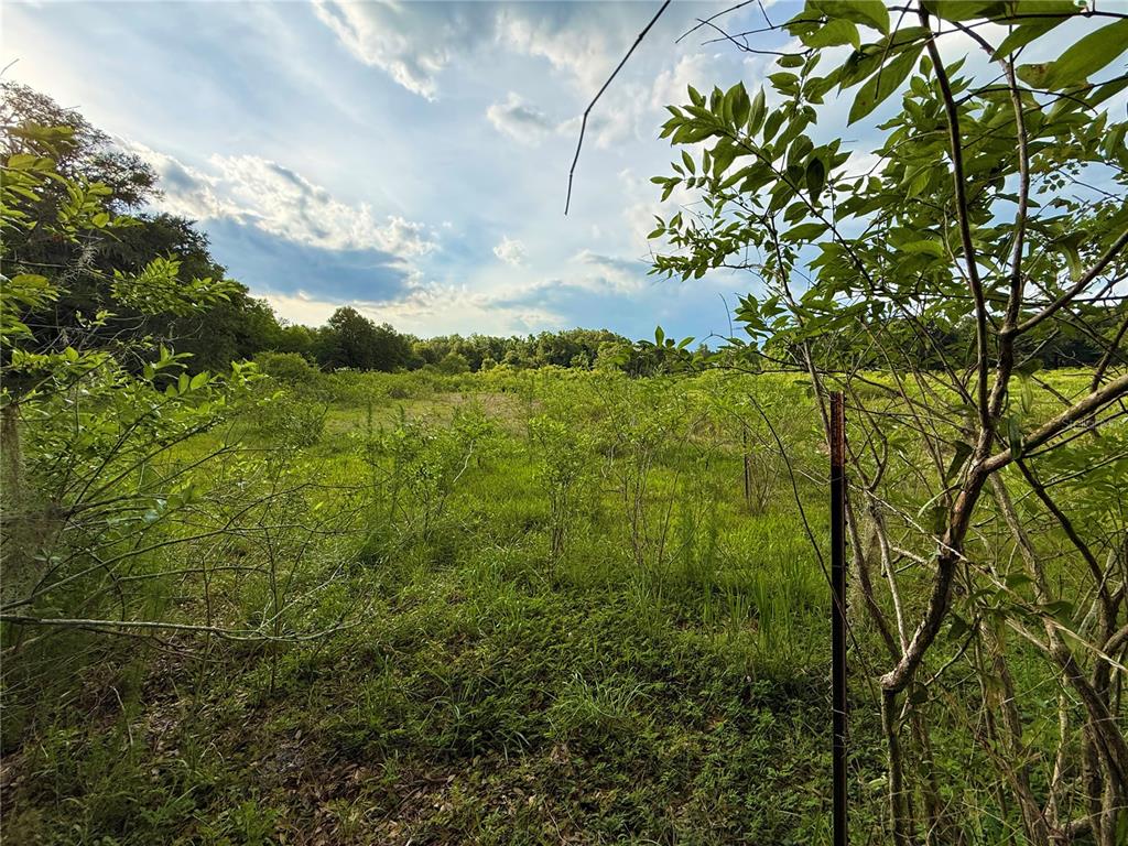 A view of a grassy, overgrown field with scattered small trees under a cloudy sky — 000 NW 68 TERRACE, CHIEFLAND, FL