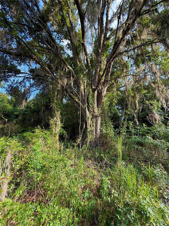 A large, mature tree with Spanish moss stands in a dense, overgrown wooded area — 000 NW 68 TERRACE, CHIEFLAND, FL