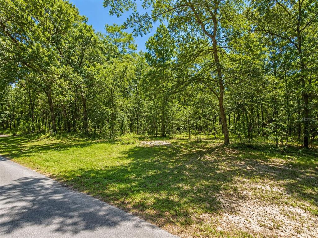 A paved road borders a grassy, wooded lot with many mature trees under a blue sky — SEAGRAPE STREET, HOMOSASSA, FL