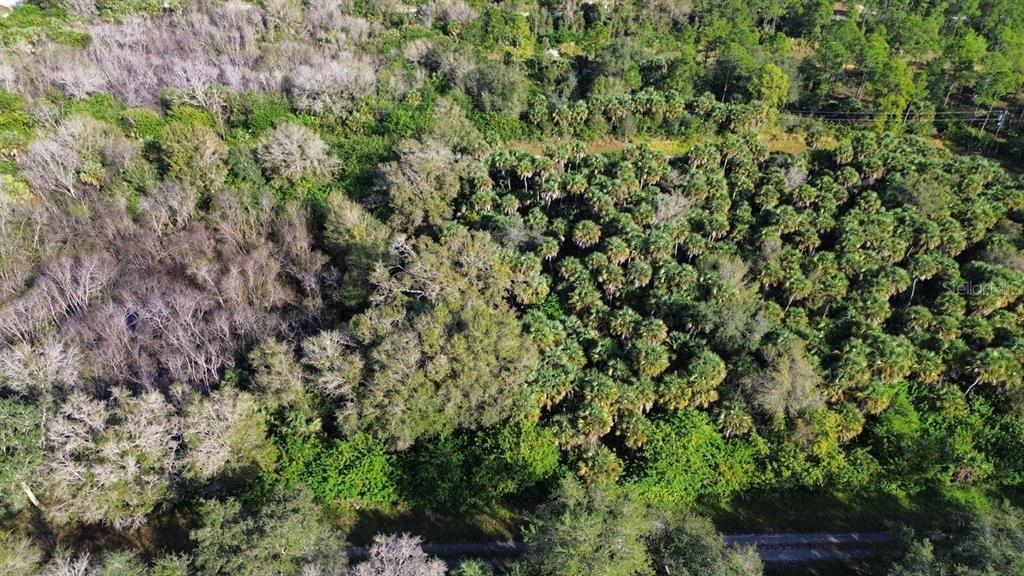 An aerial view of a dense, wooded lot featuring a mix of deciduous and palm trees — 1219 ROSITA STREET E, LEHIGH ACRES, FL