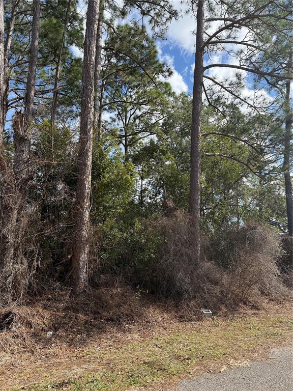 A wooded lot with tall pine trees and dense undergrowth along a paved road — TBD SE 190TH AVENUE, SILVER SPRINGS, FL