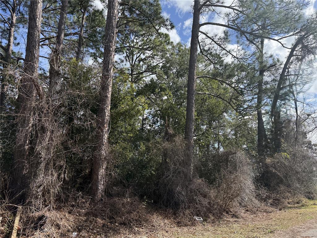 A wooded lot features several tall pine trees and dense undergrowth under a blue sky — TBD SE 190TH AVENUE, SILVER SPRINGS, FL