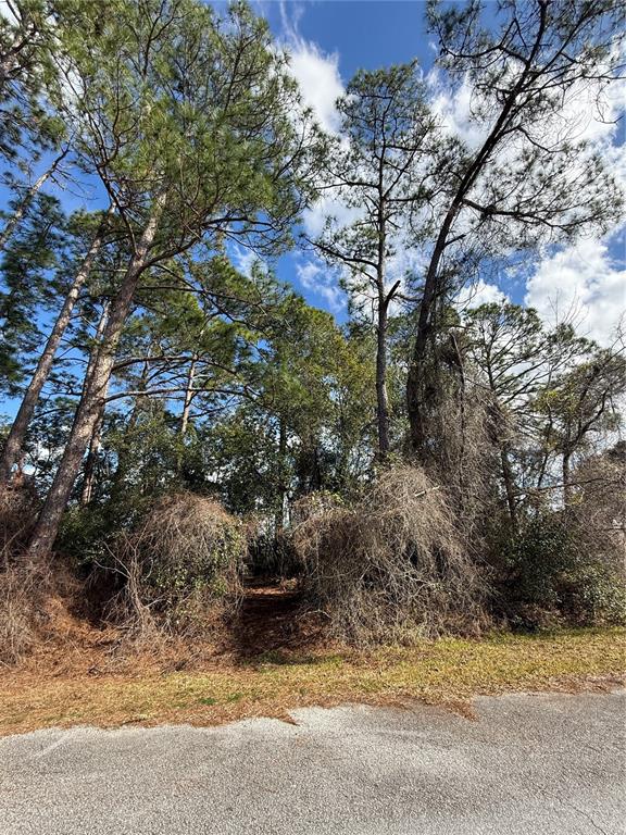 A view of a wooded lot with tall pine trees and dense underbrush along a road — TBD SE 190TH AVENUE, SILVER SPRINGS, FL